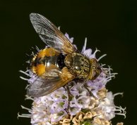 Parasitic fly Tachina fera